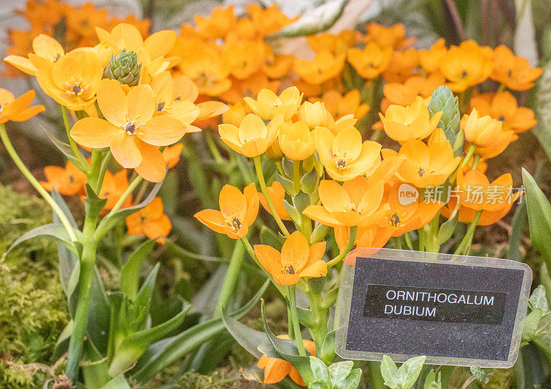 伯利恒之星(Ornithogalum Dubium)在英国伦敦